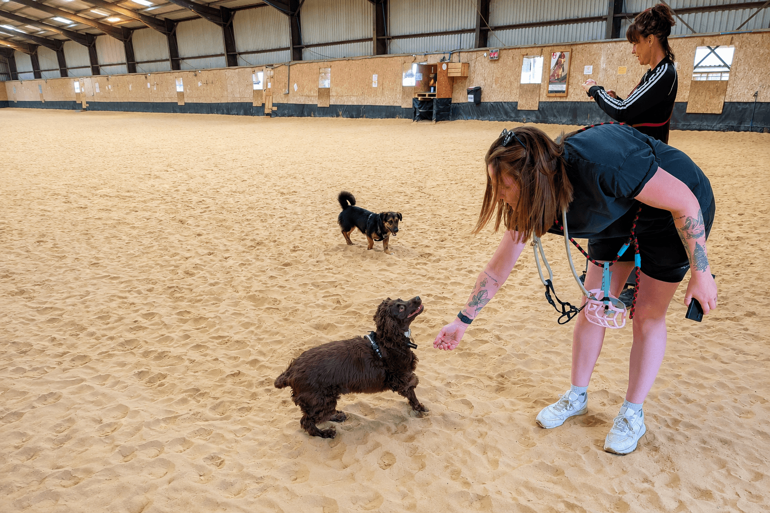 Dogs playing with their carer in an indoor activity barn