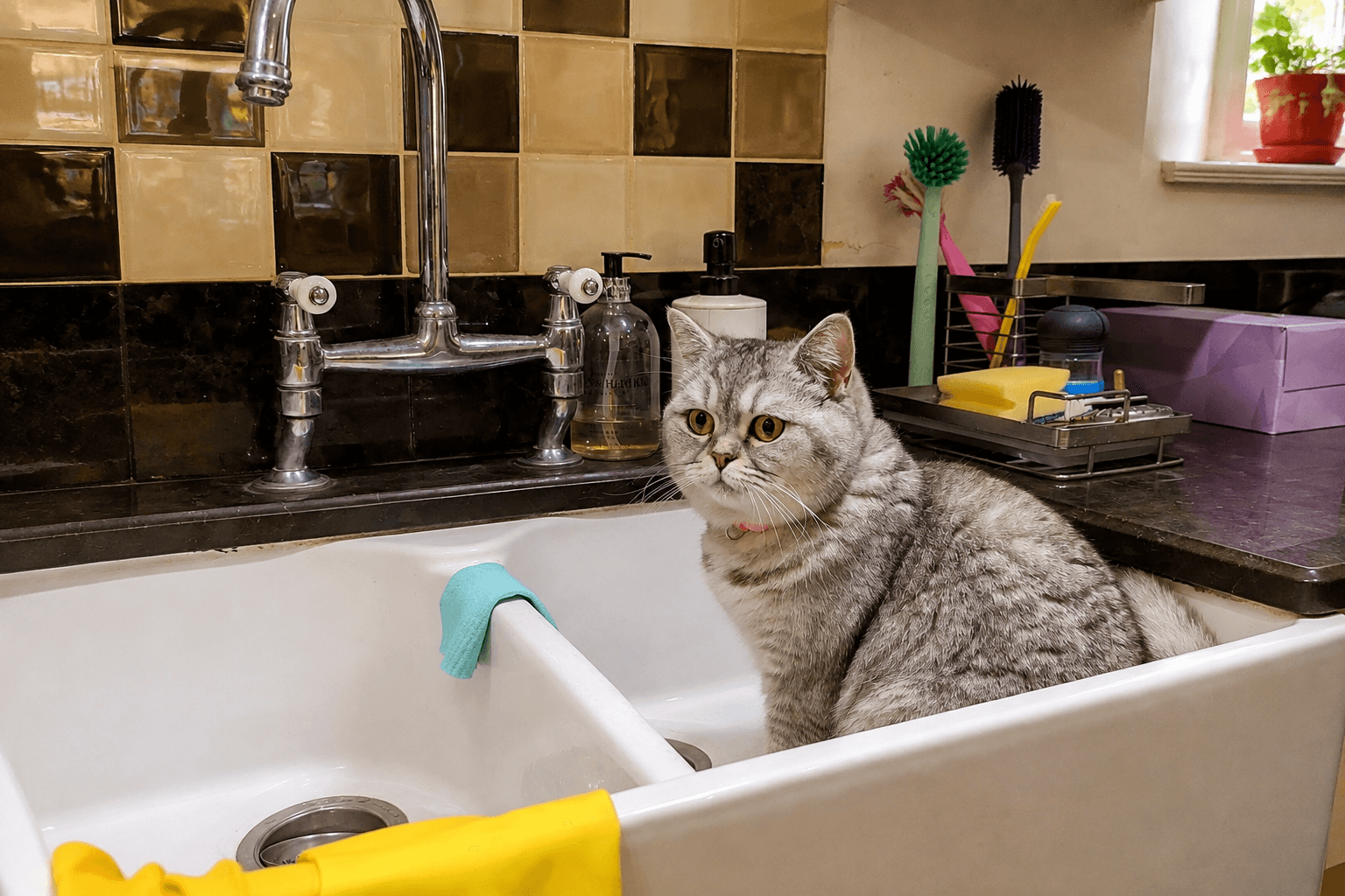 A grey tabby cat relaxing in a kitchen sink at home
